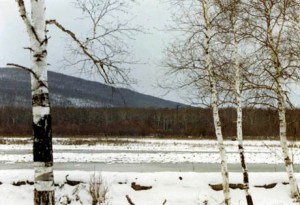Birch trees in Greater Khingan Mountains